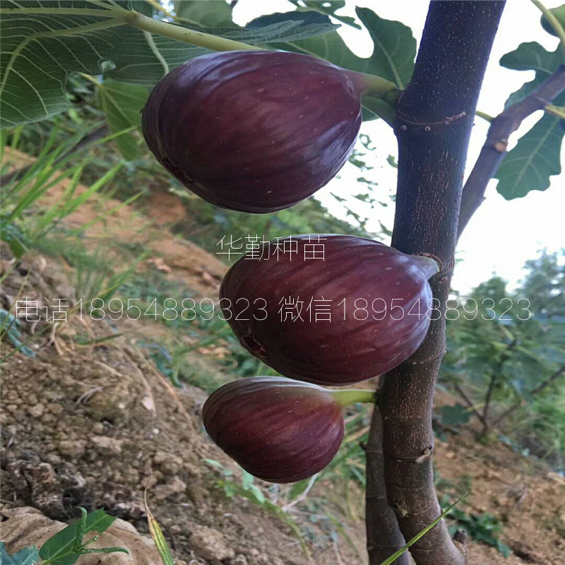 瑪斯義陶芬無花果苗多少錢一棵