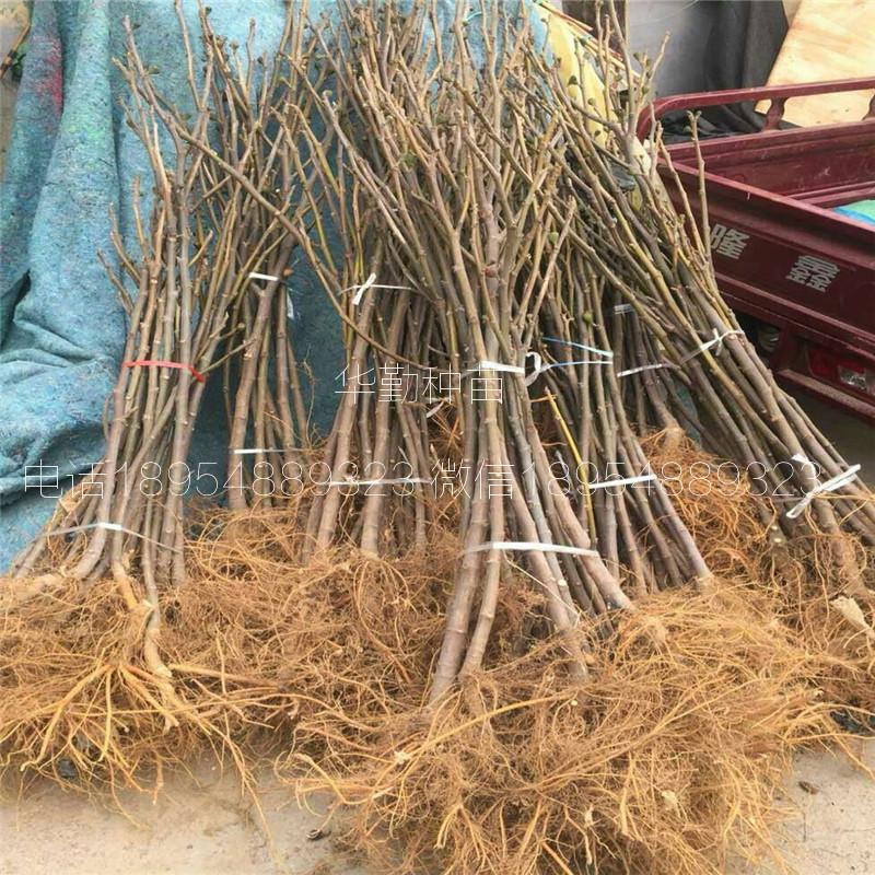 一年的無花果苗  多少錢一株