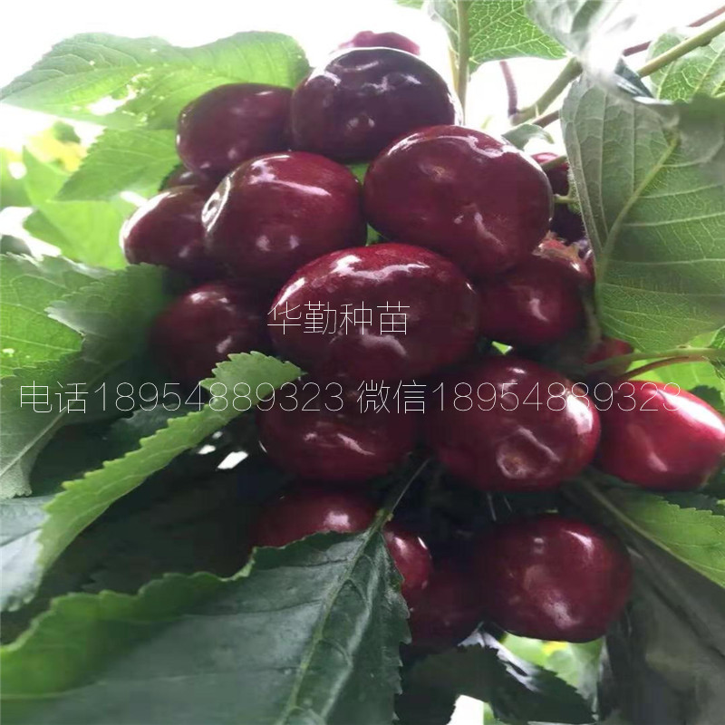 萨米脱大樱桃苗品种介绍