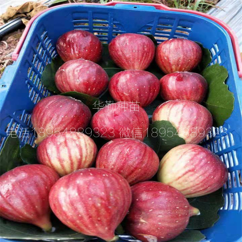 日本紫果無花果樹苗多少錢一棵