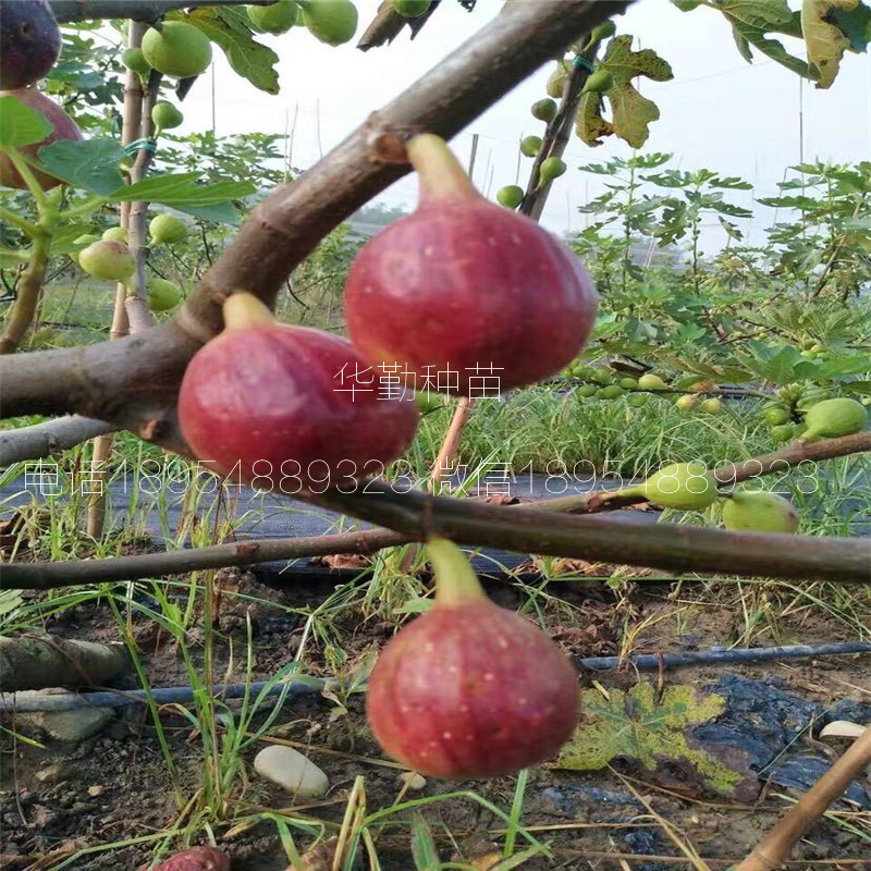 金傲芬無花果苗  產(chǎn)地批發(fā)價格