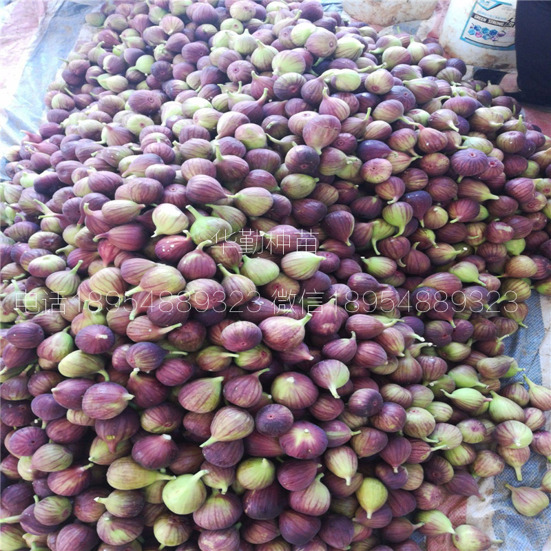 抗寒的無花果品種  大型繁育場