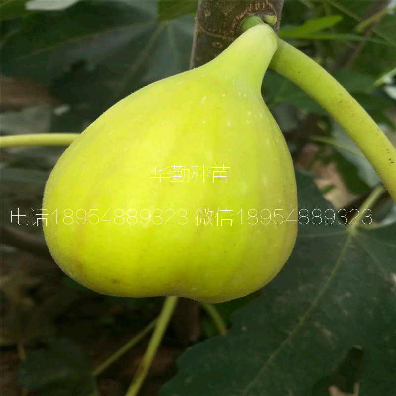 高桿的無花果樹苗  大型繁育場(chǎng)