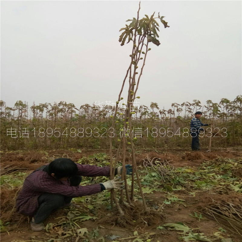 抗寒的無花果苗  產(chǎn)地批發(fā)價格