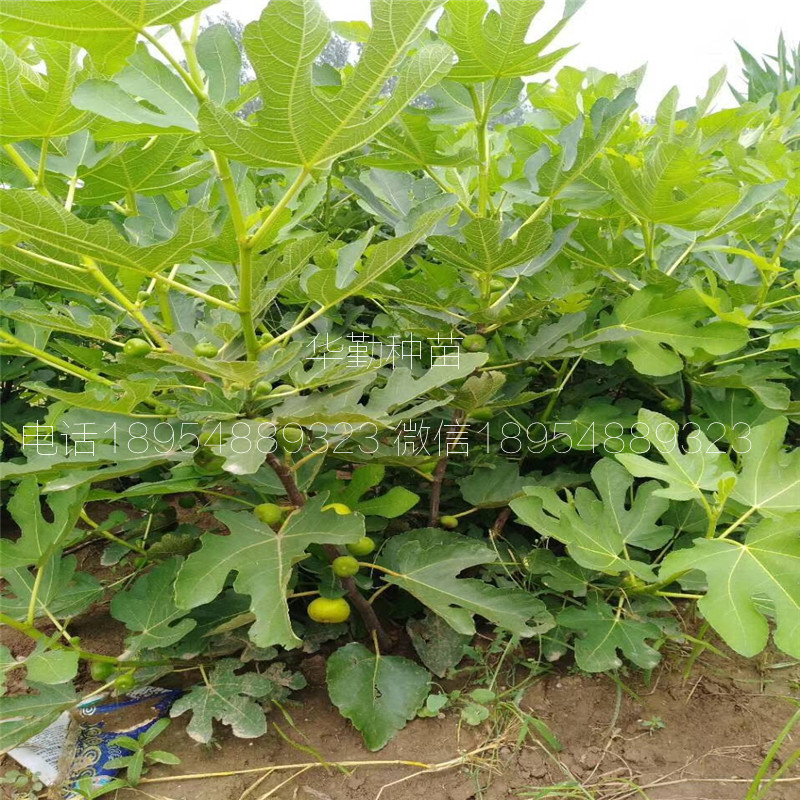 特斯拉無花果樹苗  價格是多少