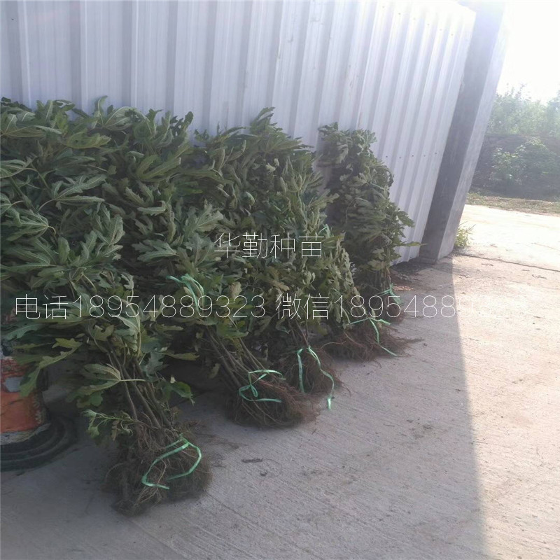 抗寒的無花果苗  產(chǎn)地批發(fā)價格