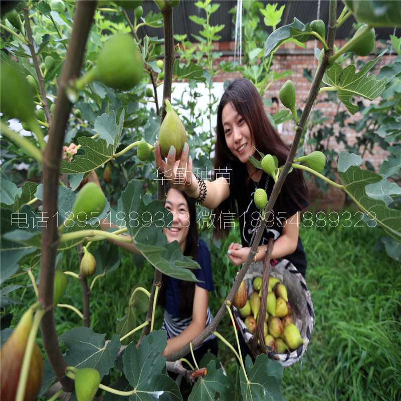 抗寒的無(wú)花果苗  多少錢(qián)一株