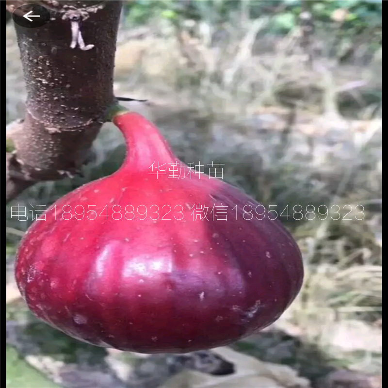 特斯拉无花果树苗  育苗基地