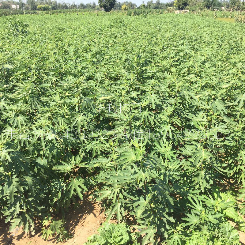 抗寒的無花果苗  育苗基地