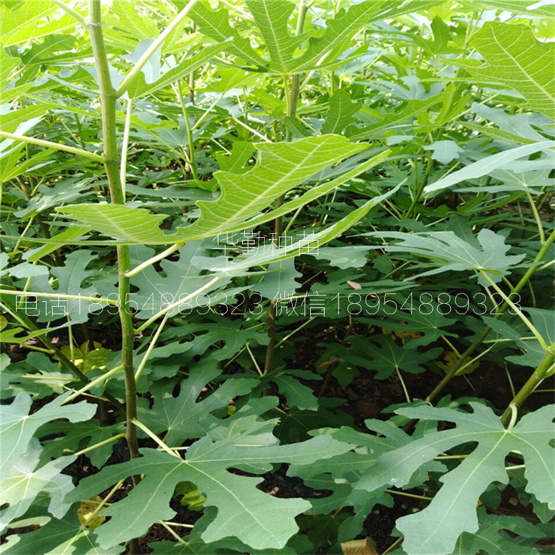 特斯拉無花果樹苗  價格是多少