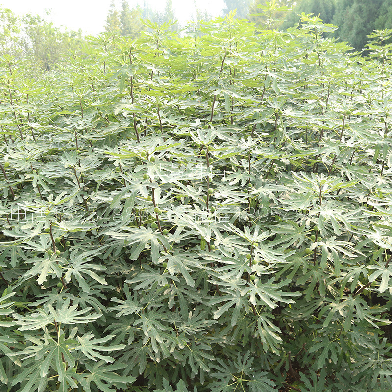 日本紫果無花果樹苗多少錢一棵