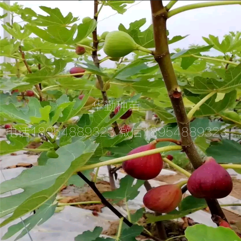 金傲芬無花果苗  產(chǎn)地批發(fā)價格