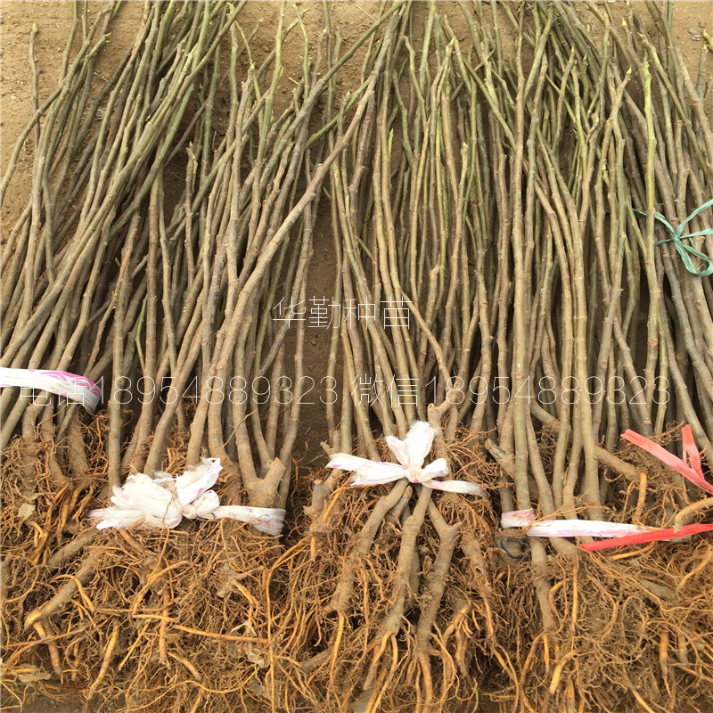 日本紫果無花果樹苗  2019年真實報價