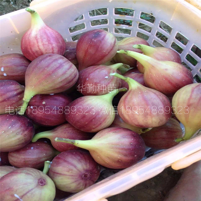 日本紫果無花果樹苗  2019年真實報價