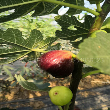抗寒的無花果苗多少錢一株