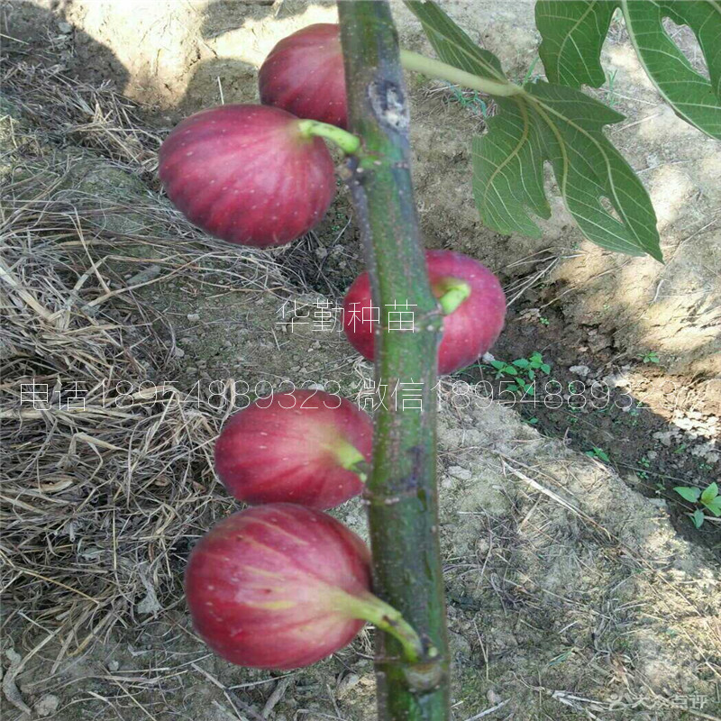 現(xiàn)挖現(xiàn)賣無花果樹苗  大型育苗基地
