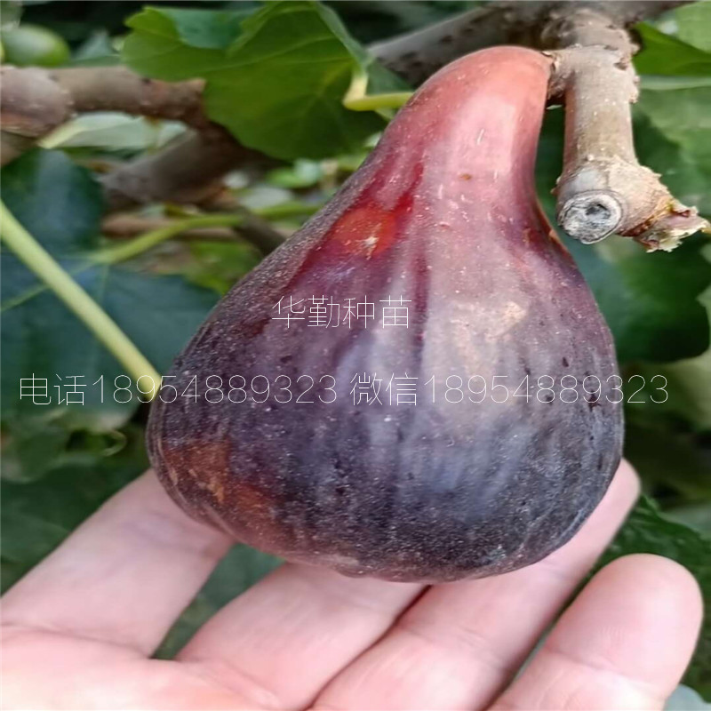 抗寒的無(wú)花果苗  多少錢(qián)一株