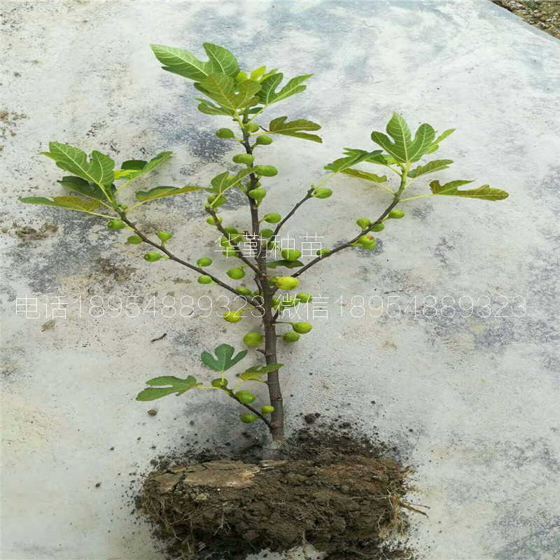 抗寒的無花果品種多少錢一棵