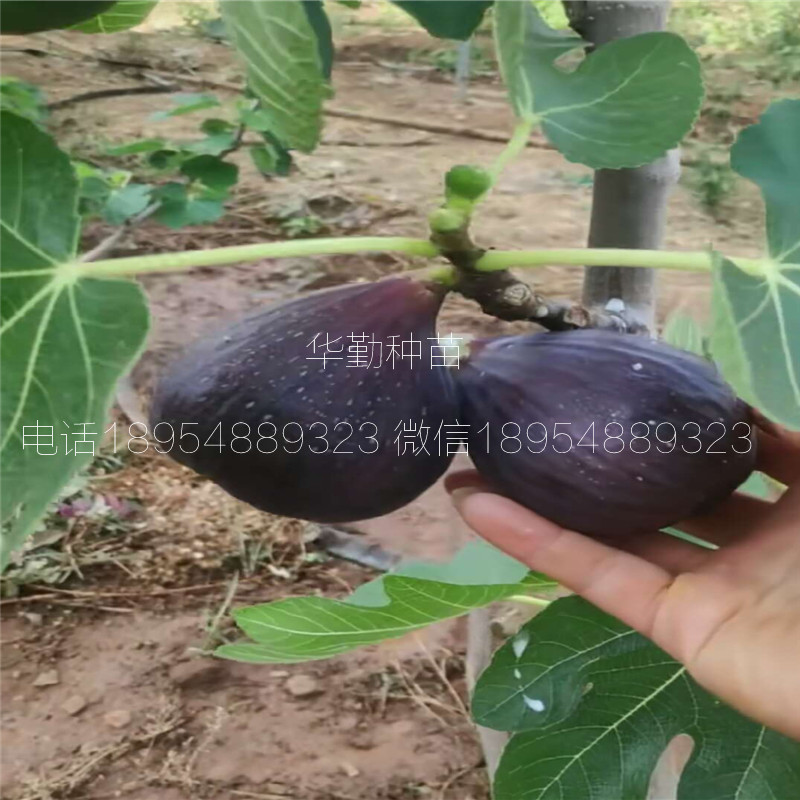芭勞奈無花果苗  大型繁育場