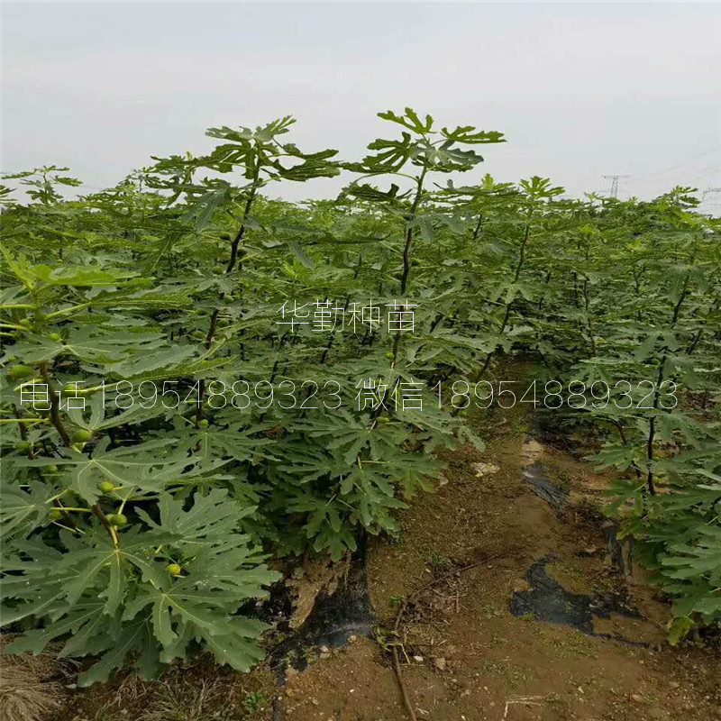 抗寒的無花果苗  產(chǎn)地批發(fā)價格