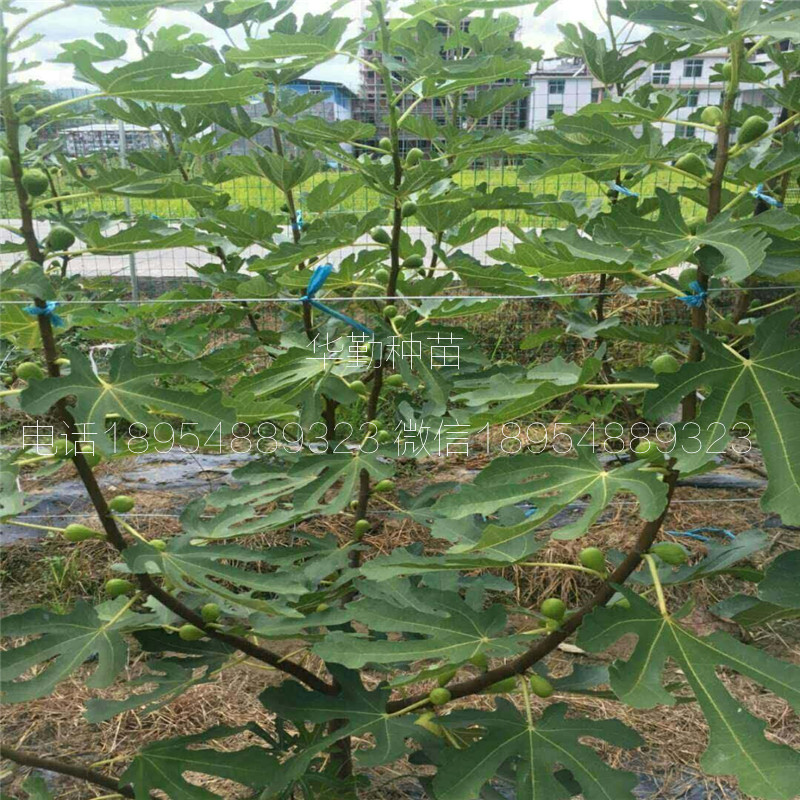 金傲芬無(wú)花果苗  大型育苗基地
