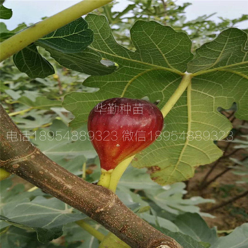 抗寒的無花果品種  大型育苗基地