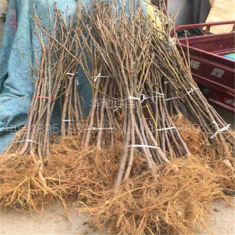 高桿的無(wú)花果樹(shù)苗  大型育苗基地