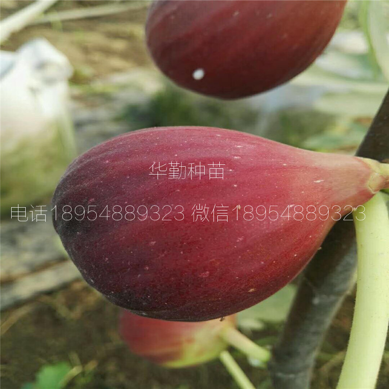 绿化无花果树苗  大型育苗基地