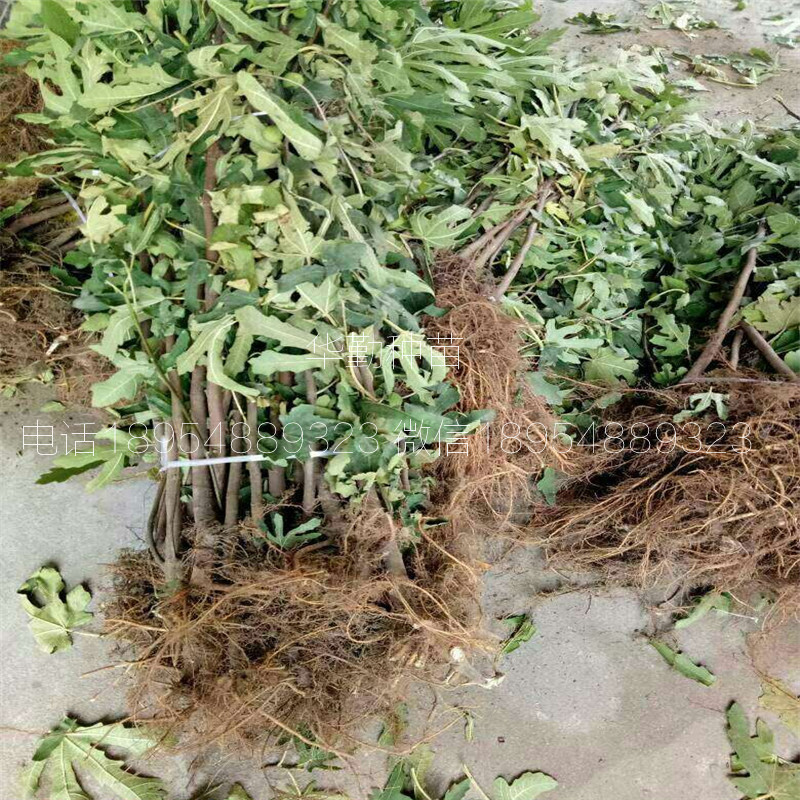 特斯拉無花果樹苗多少錢一棵