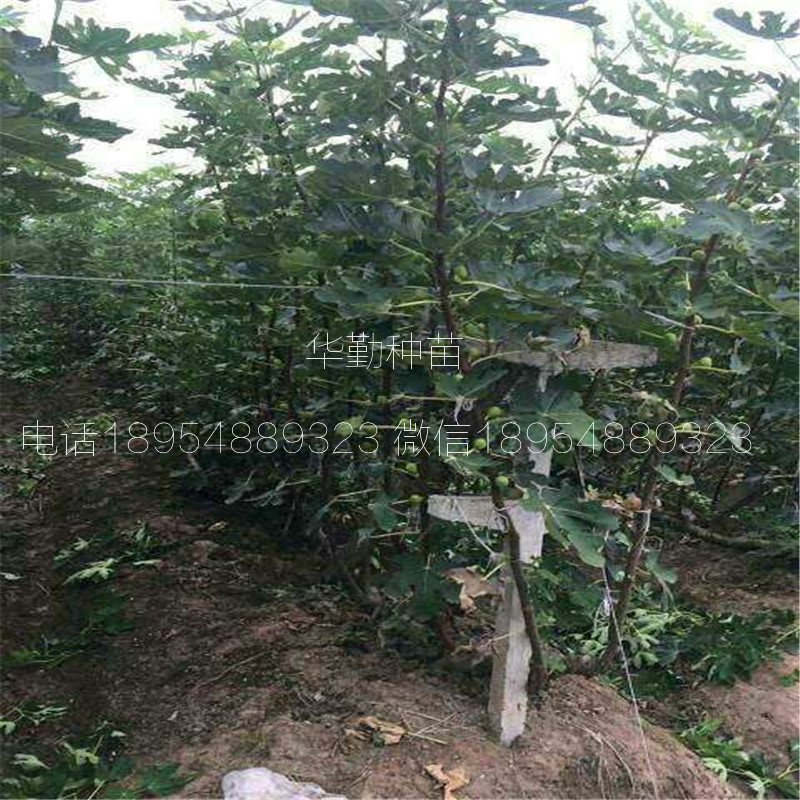 金傲芬無花果苗  產(chǎn)地批發(fā)價格