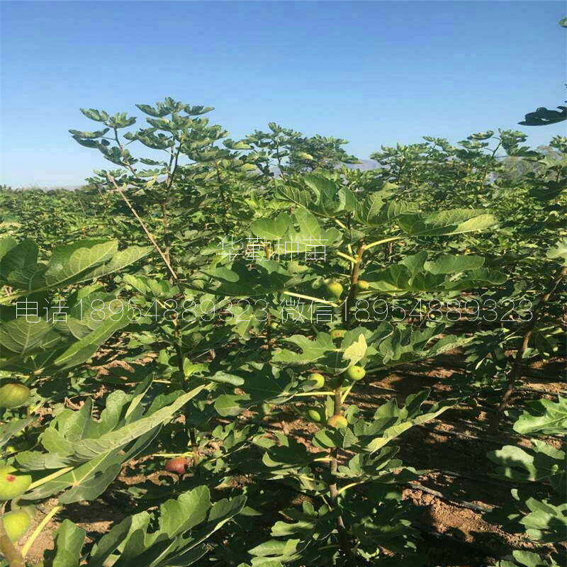 紫色波爾多無花果樹苗  產(chǎn)地批發(fā)價格