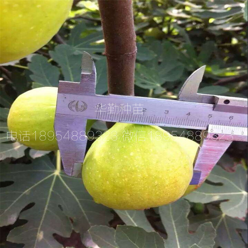 抗寒的無花果品種  批發(fā)價格
