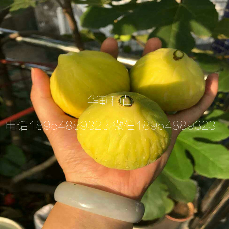 特斯拉無花果樹苗多少錢一棵