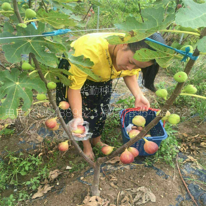 特斯拉無花果樹苗  價格是多少