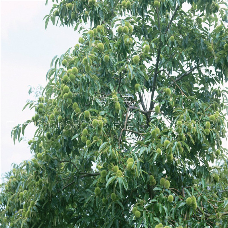 板栗苗育苗基地