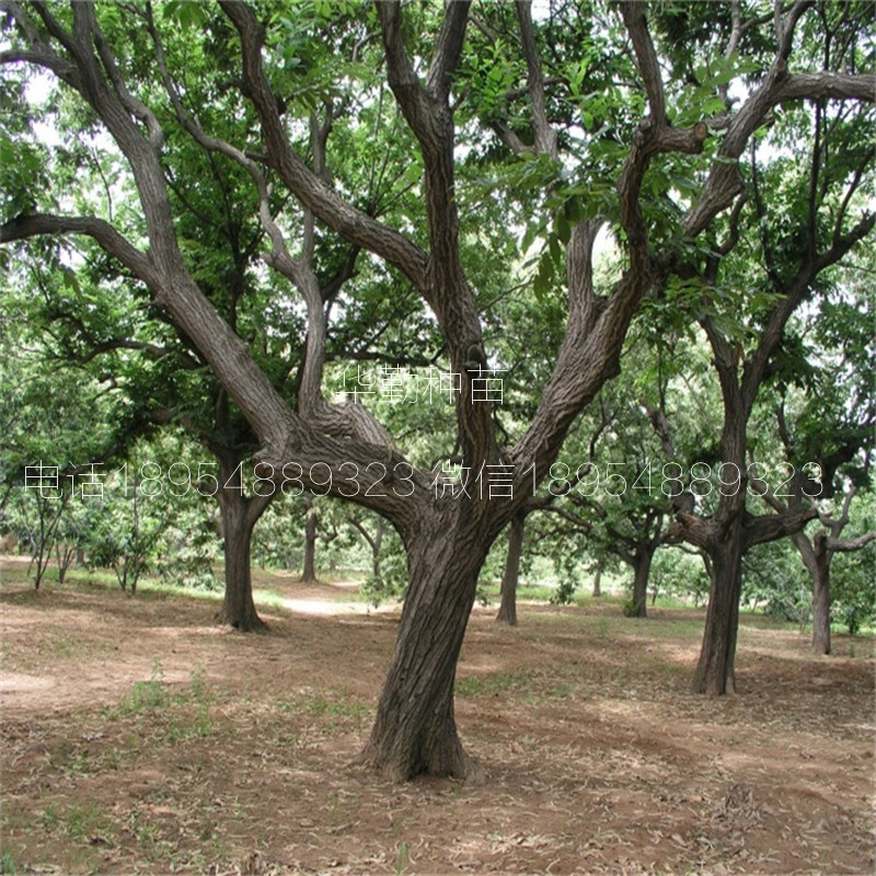 1公分板栗苗种植技术  板栗苗嫁接