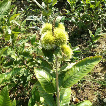 板栗苗種植技術(shù)板栗苗