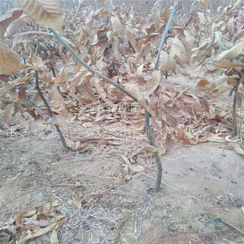 板栗苗育苗基地板栗成品苗