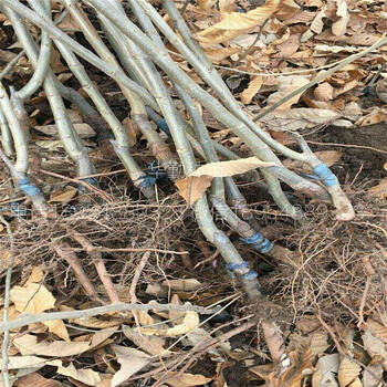 泰安板栗苗育苗基地板栗苗批發(fā)