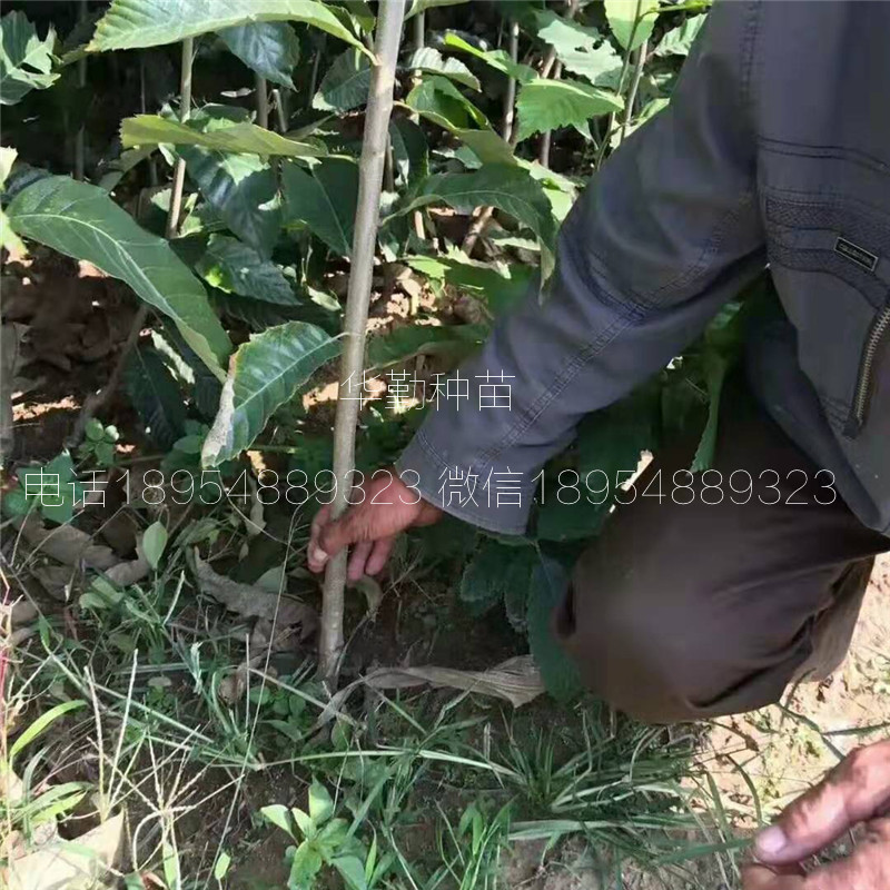 泰安板栗苗繁育基地  板栗成品苗