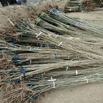 1.5公分板栗苗繁育基地板栗苗