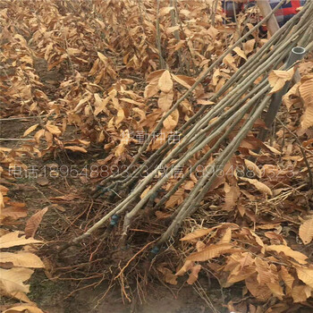板栗苗幾月種植板栗苗