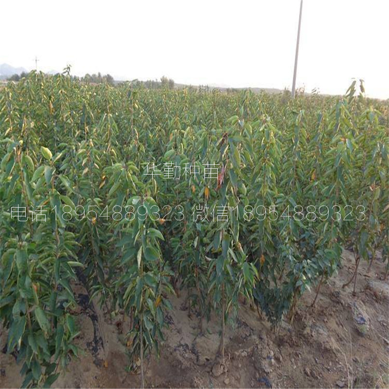 當年掛果的大櫻桃品種種植技術 美早大櫻桃的畝產(chǎn)量是多少
