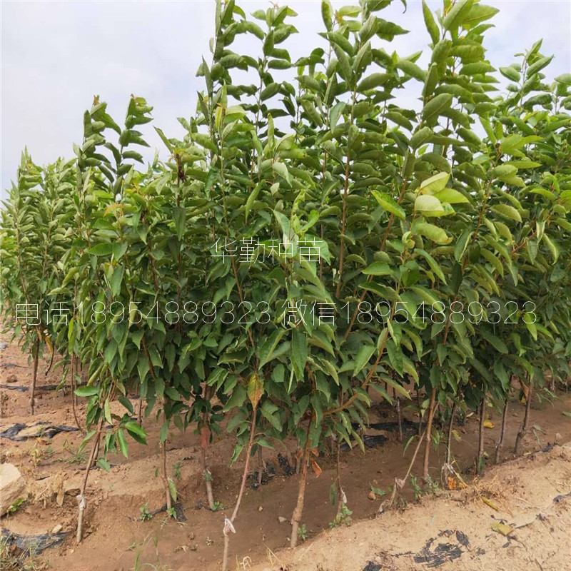 當(dāng)年掛果的大櫻桃品種  種植技術(shù)