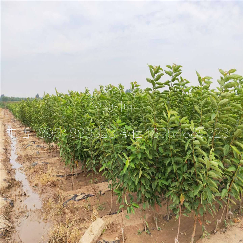 當(dāng)年掛果的大櫻桃品種  種植技術(shù)