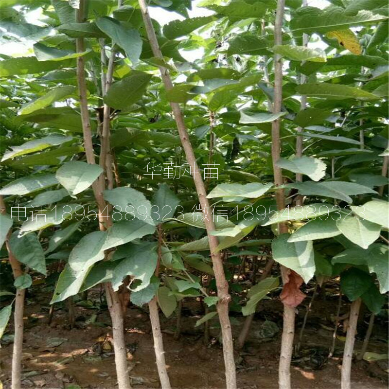 5公分大櫻桃樹如何在北方過(guò)冬 美早大櫻桃的畝產(chǎn)量是多少