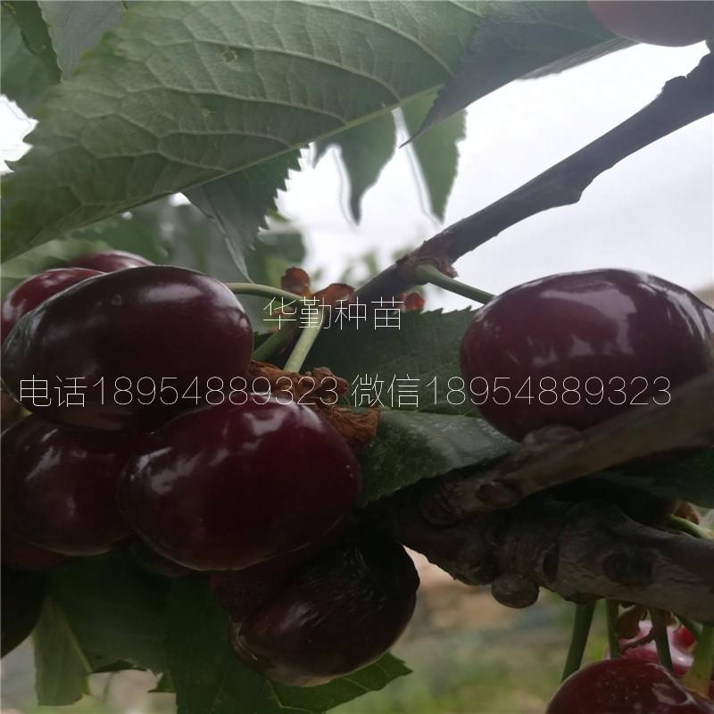 5公分大櫻桃樹如何在北方過(guò)冬 美早大櫻桃的畝產(chǎn)量是多少