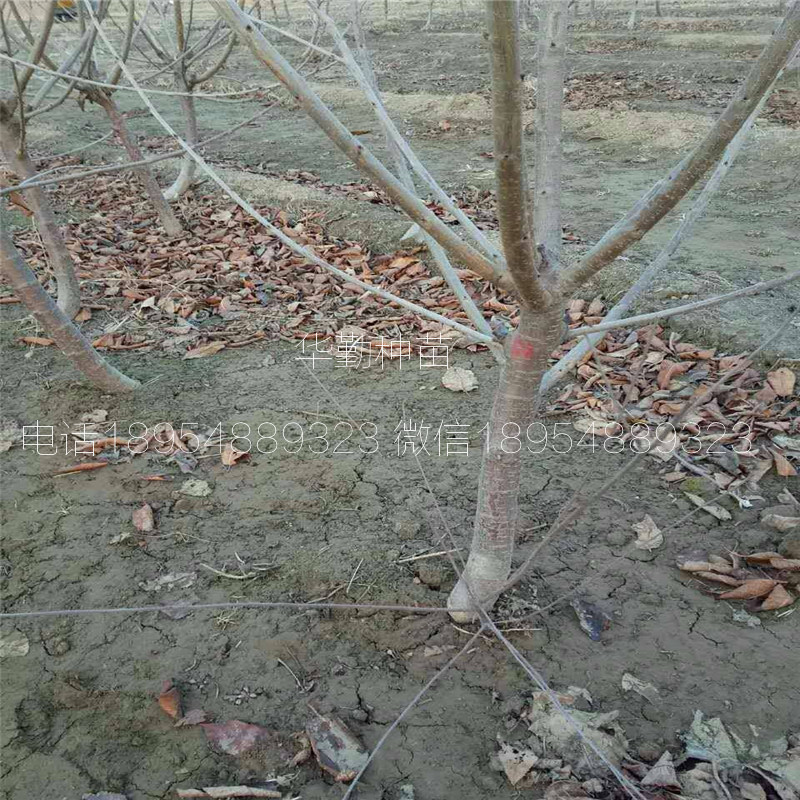 5公分大櫻桃樹如何在北方過(guò)冬 美早大櫻桃的畝產(chǎn)量是多少