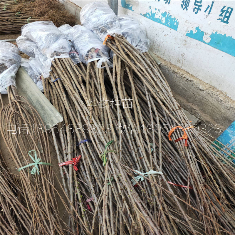 當年掛果的大櫻桃品種種植技術 美早大櫻桃的畝產(chǎn)量是多少