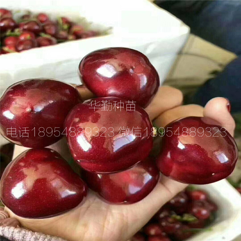 當年掛果的大櫻桃品種種植技術 美早大櫻桃的畝產(chǎn)量是多少